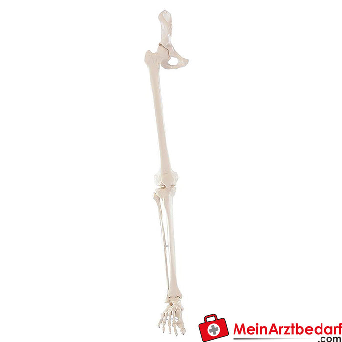 Esqueleto de pierna de Erler Zimmer
