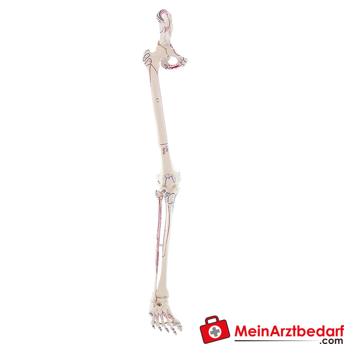 Erler Zimmer Esqueleto de perna com metade pélvica e pé flexível, com marcas musculares