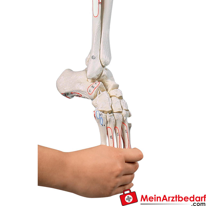 Erler Zimmer Esqueleto de perna com metade pélvica e pé flexível, com marcas musculares