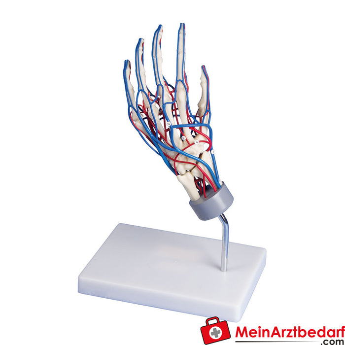 Erler Zimmer Vascular hand