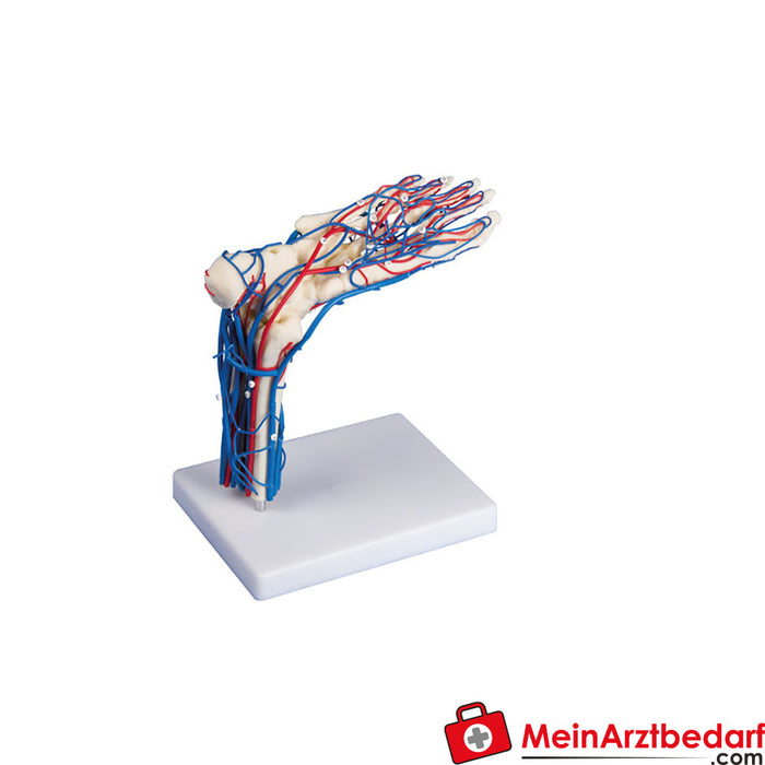 Erler Zimmer Vascular foot