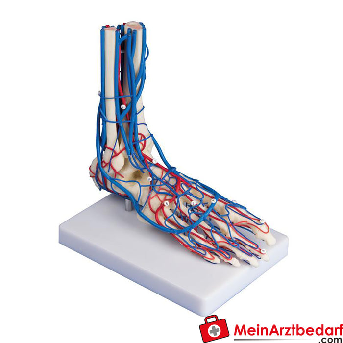 Erler Zimmer Vascular foot