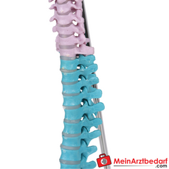 Erler-Zimmer Flexible Miniaturwirbelsäule, didaktisch.