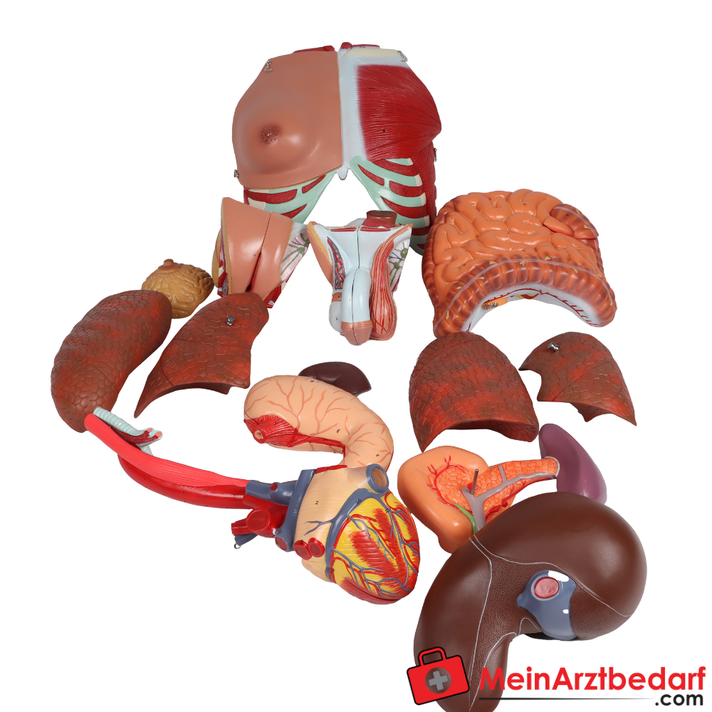 Erler-Zimmer Zweigeschlechtlicher Anatomietorso 28-teilig.
