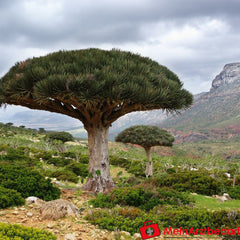 Drachenblut (Sangre de Drago) 30 ml.