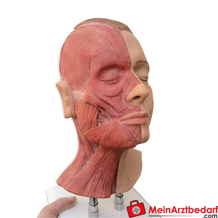 Erler Zimmer 用于面部注射的头部，半侧肌肉组织
