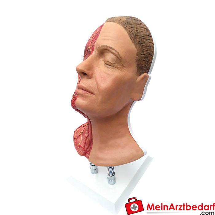Erler Zimmer Head for facial injections with muscles, arteries and nerves