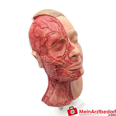 Erler-Zimmer Kopf für Gesichtsinjektionen mit Muskeln, Arterien und Nerven.