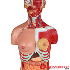 Erler-Zimmer Zweigeschlechtlicher Anatomietorso 28-teilig.