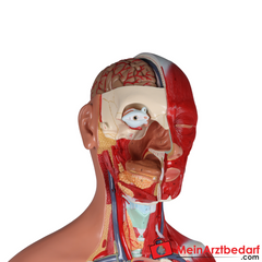 Erler-Zimmer Zweigeschlechtlicher Anatomietorso 28-teilig.