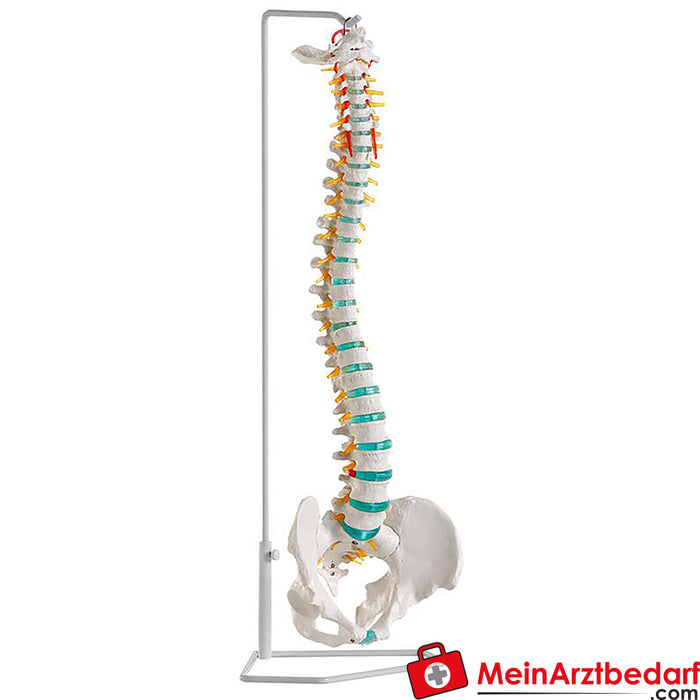 Erler Zimmer Flexible spine