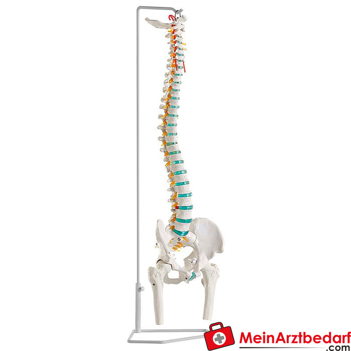 Erler Zimmer Columna vertebral flexible