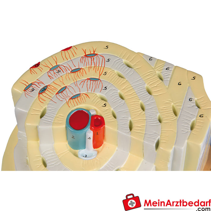 Erler Zimmer Bone structure model, 500x size