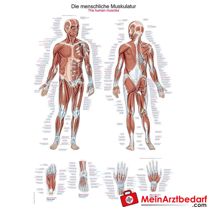 Erler Zimmer Planche pédagogique "La musculature humaine