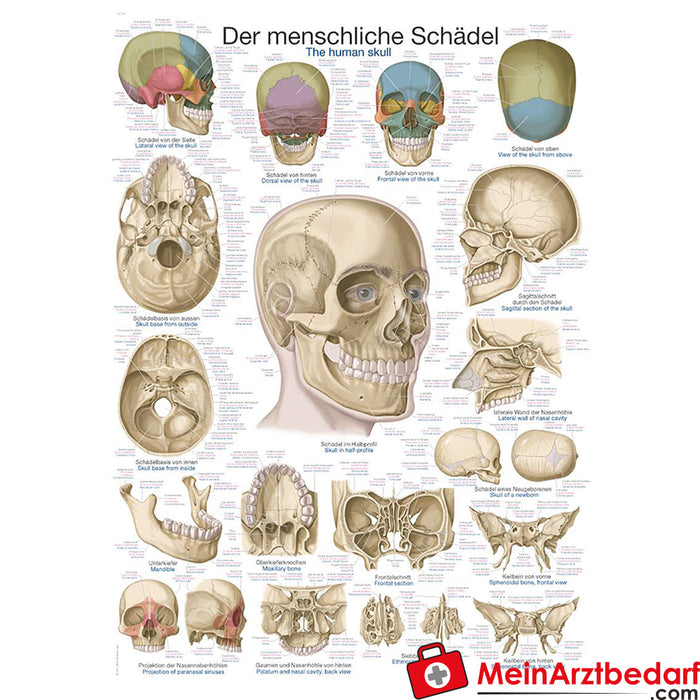 Erler Zimmer Educational panel "The skull
