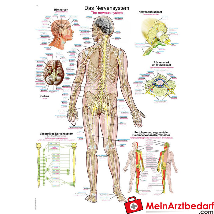 Erler Zimmer Educational panel "The nervous system