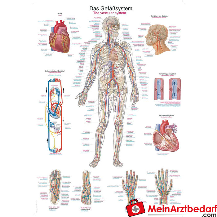 Panel didáctico de Erler Zimmer “El sistema vascular”