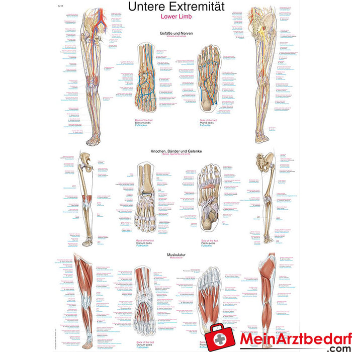 Erler Zimmer Lehrtafel "Untere Extremität"