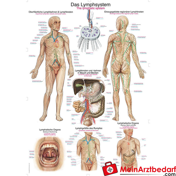 Erler Zimmer Lehrtafel "Das Lymphsystem"