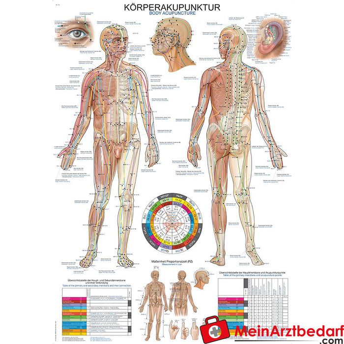 Erler Zimmer öğretim tablosu "Vücut akupunkturu"