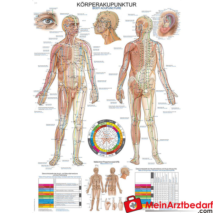 Erler Zimmer Lehrtafel "Körperakupunktur"