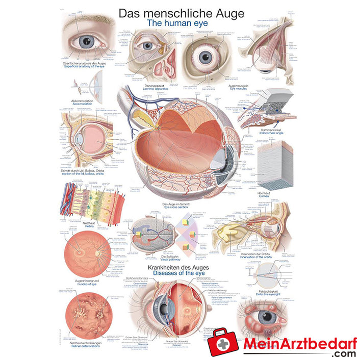 Erler Zimmer Lehrtafel "Das menschliche Auge"