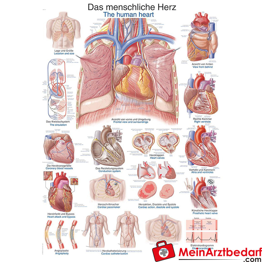 Anatomia Umana Un Poster Che Mostra Il Cuore