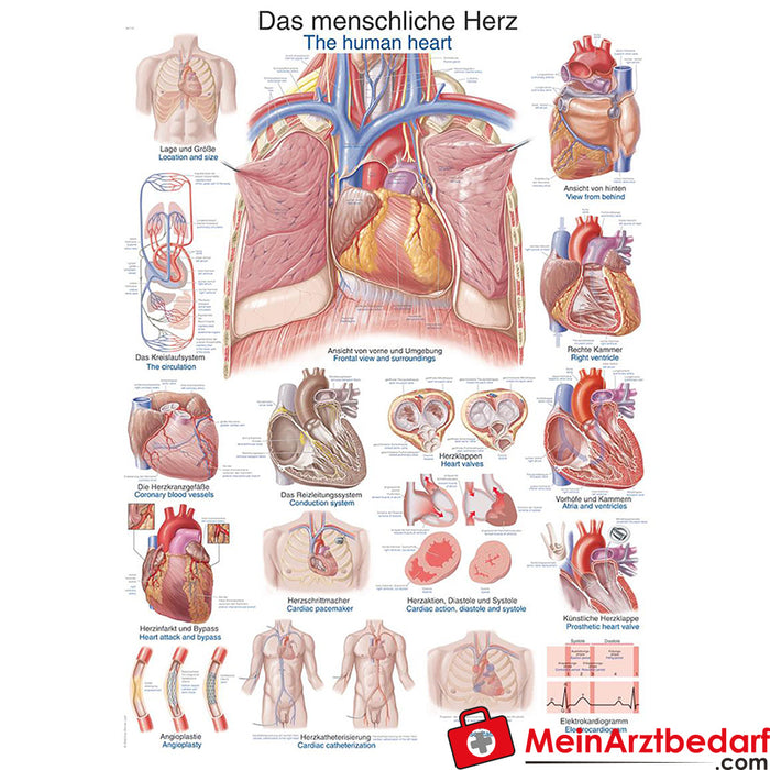 Erler Zimmer Pannello didattico "Il cuore umano