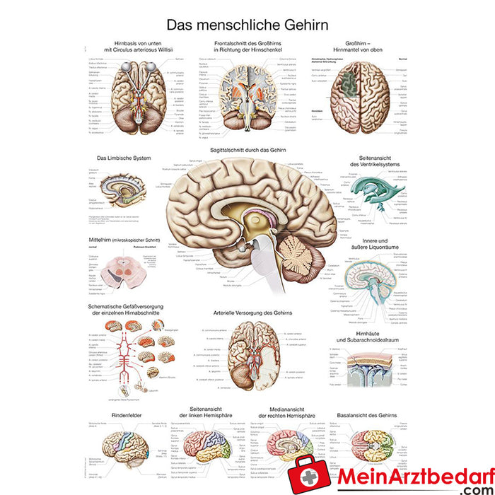 Erler Zimmer Educational panel "The human brain