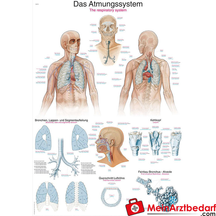 Erler Zimmer Pannello didattico "Il sistema respiratorio
