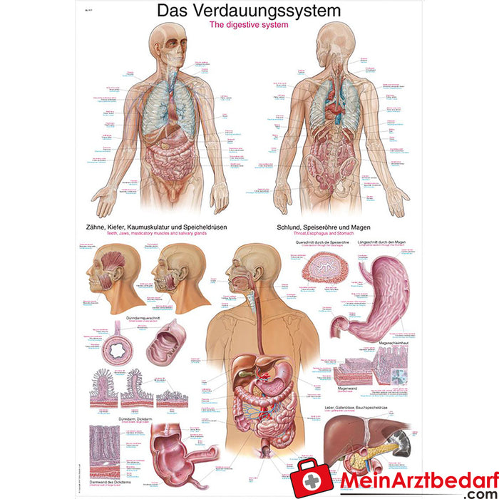 Pizarra didáctica de Erler Zimmer “El sistema digestivo”