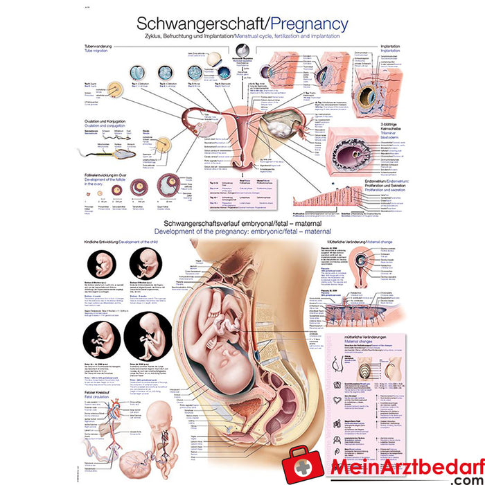 Erler Zimmer Lehrtafel "Schwangerschaft"