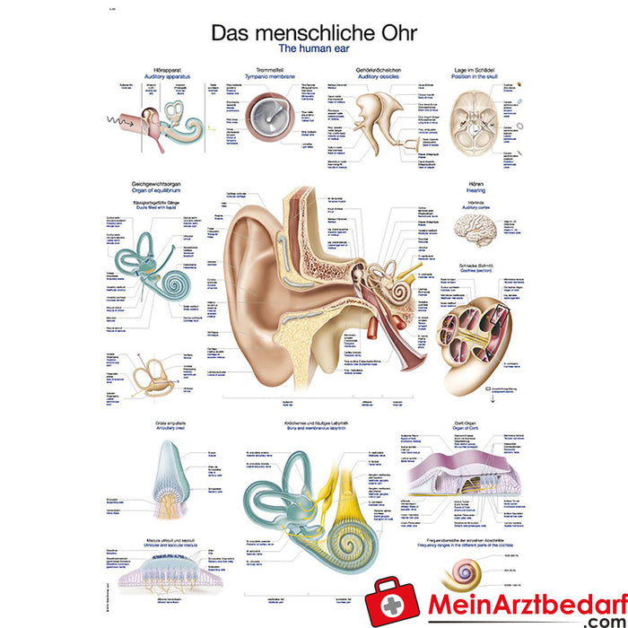 Erler Zimmer Lehrtafel "Das menschliche Ohr"