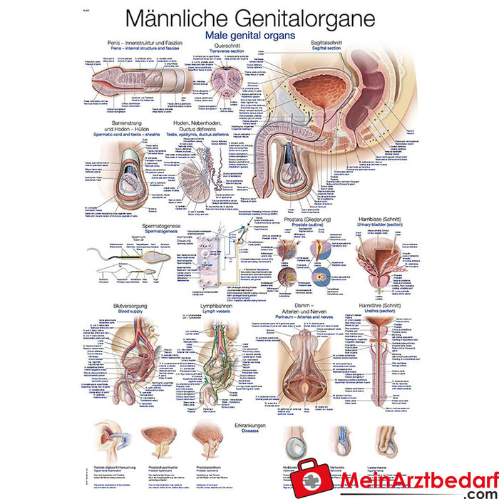 Erler Zimmer Male genital organs" educational panel