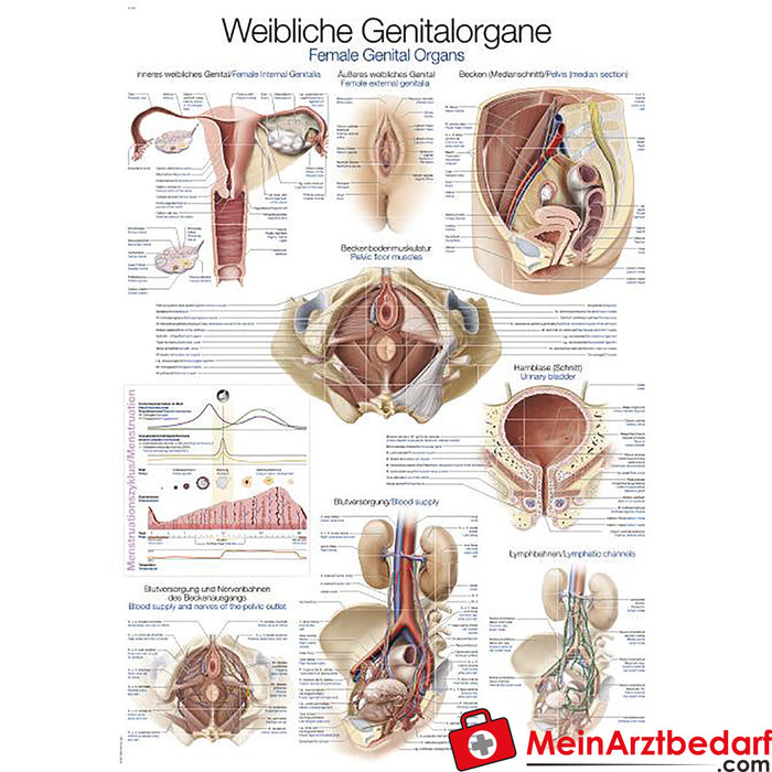 Erler Zimmer Panel instruktażowy "Kobiece narządy płciowe