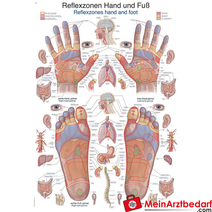 Erler Zimmer Quadro didático "Zonas reflexas da mão e do pé"