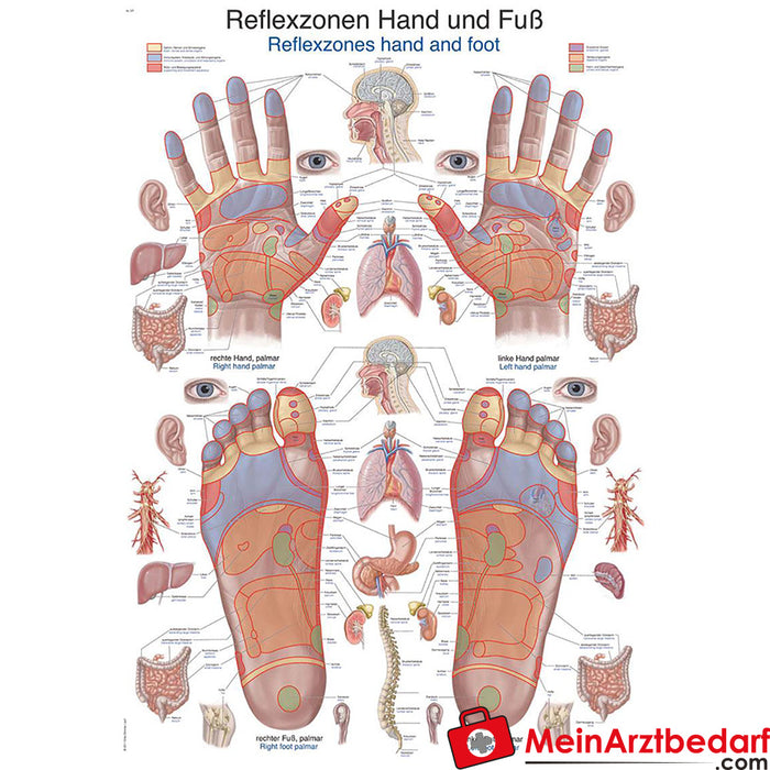 Erler Zimmer Lehrtafel "Reflexzonen Hand und Fuß"