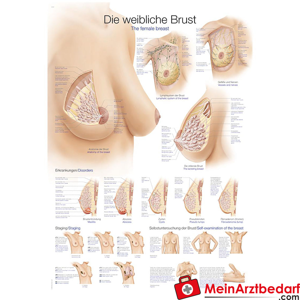 Erler Zimmer teaching panel The female breast