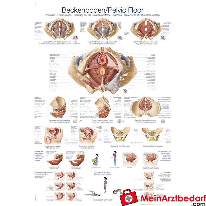 Erler Zimmer Lehrtafel "Beckenboden"