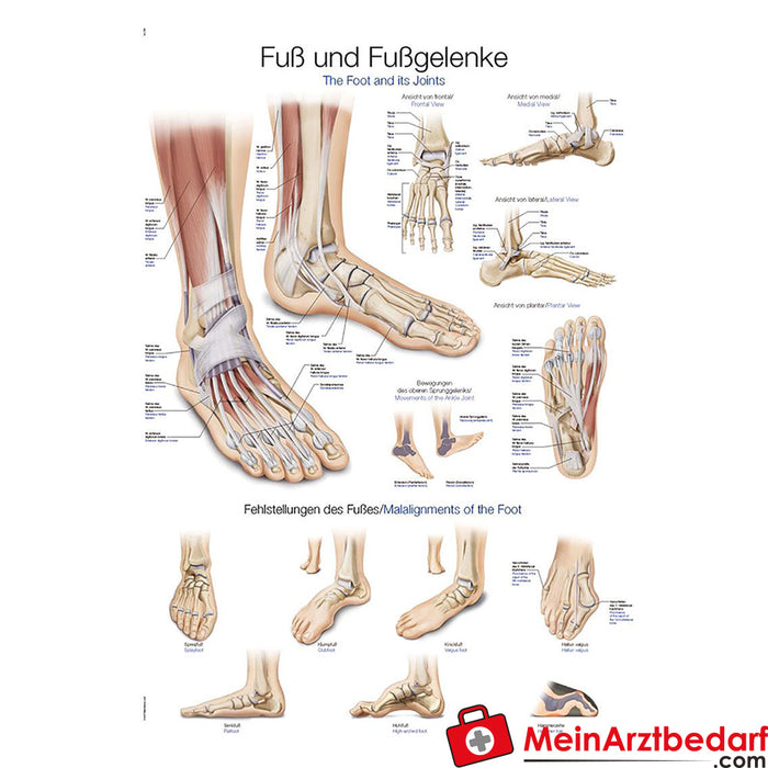 Erler Zimmer Instructional panel "Foot and ankles