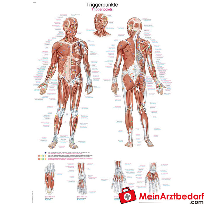 Erler Zimmer Instructional panel "Trigger points