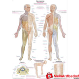 Erler-Zimmer Lehrtafel "Dermatome".