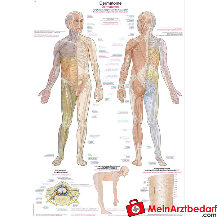 Pizarra didáctica de Erler Zimmer “Dermatomas”