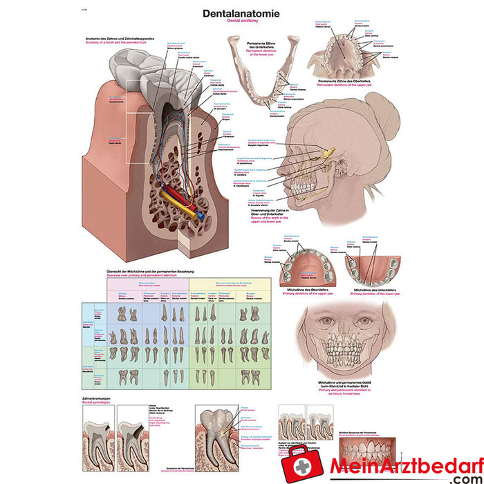 Erler Zimmer Quadro didático "Anatomia dentária"