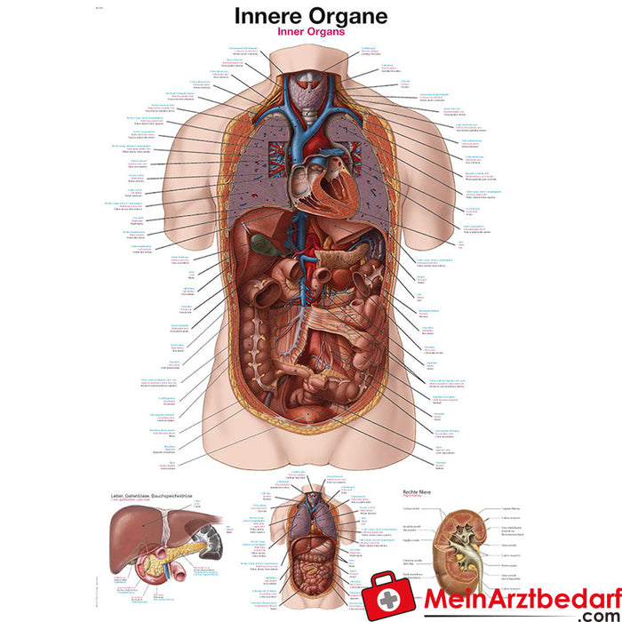 Pizarra didáctica de Erler Zimmer “Órganos internos”
