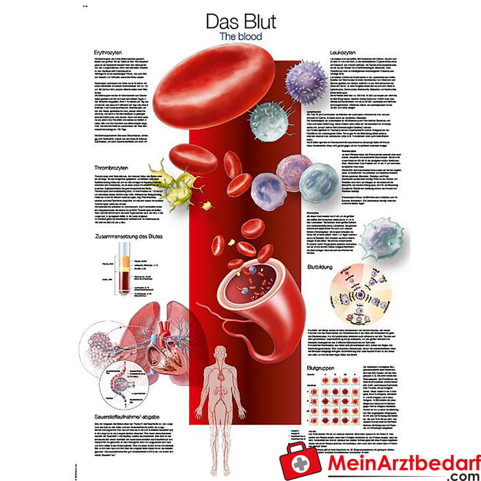 Erler Zimmer Lehrtafel "Das Blut"