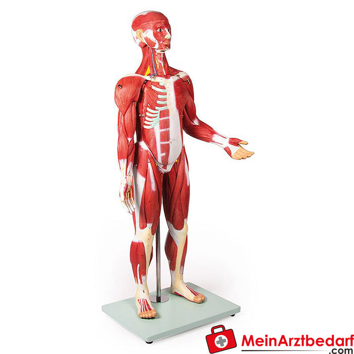 Erler Zimmer Muscle figure