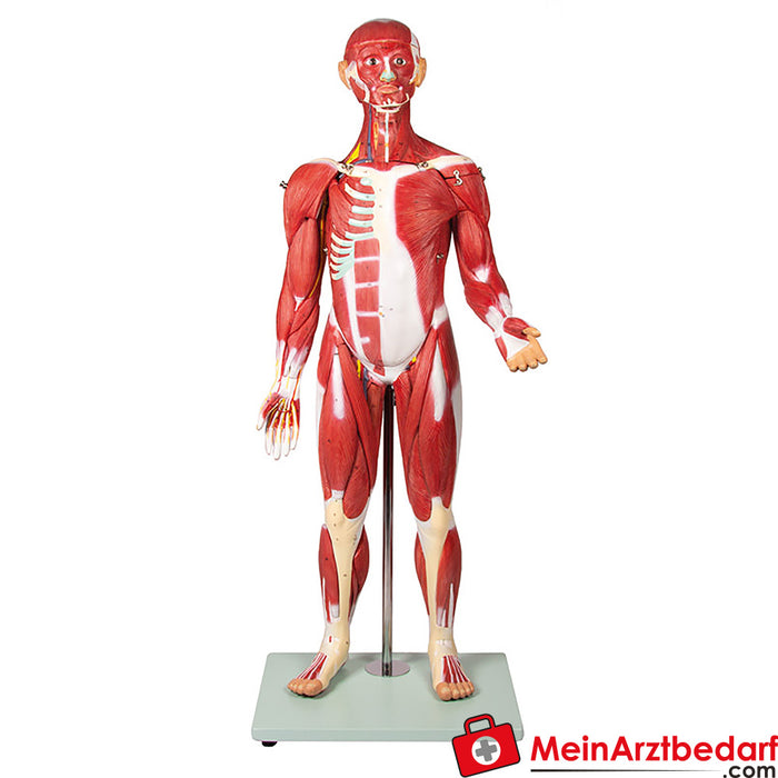 Erler Zimmer Muscle figure