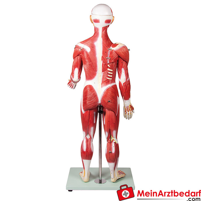 Erler Zimmer Figure musculaire