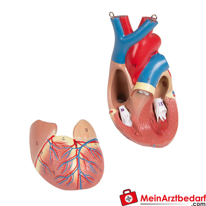 Erler Zimmer Torso com costas abertas, 27 peças, sexo duplo